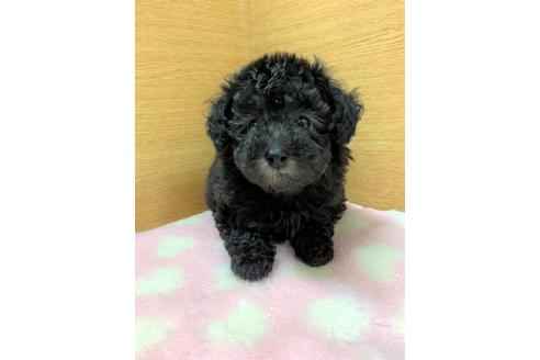 成約済の千葉県のトイプードル-129008の1枚目